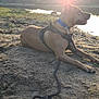 animal, calm, canine, collar, dog, forest, harness, lake, leash, nature, outdoor, peaceful, pet, relaxing, sand, side_view, sky, sunlight, sunset, water
