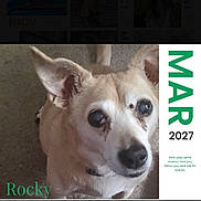 Rocky is registered to the contest to win money with this photo: dog, canine, pet, portrait, close_up, white_dog, pointed_ears, brown_eyes, black_nose, collar, calendar, printed_image, website, browser, screen, product_page, photography, indoor, text, cute