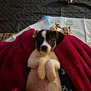 Milo is registered to the contest to win money with this photo: puppy, dog, blanket, indoor, cute, pet, lying_down, soft_texture, toy, snuggled, small, fur, relaxed, animal, cozy, domestic, young, mammal, pink, resting