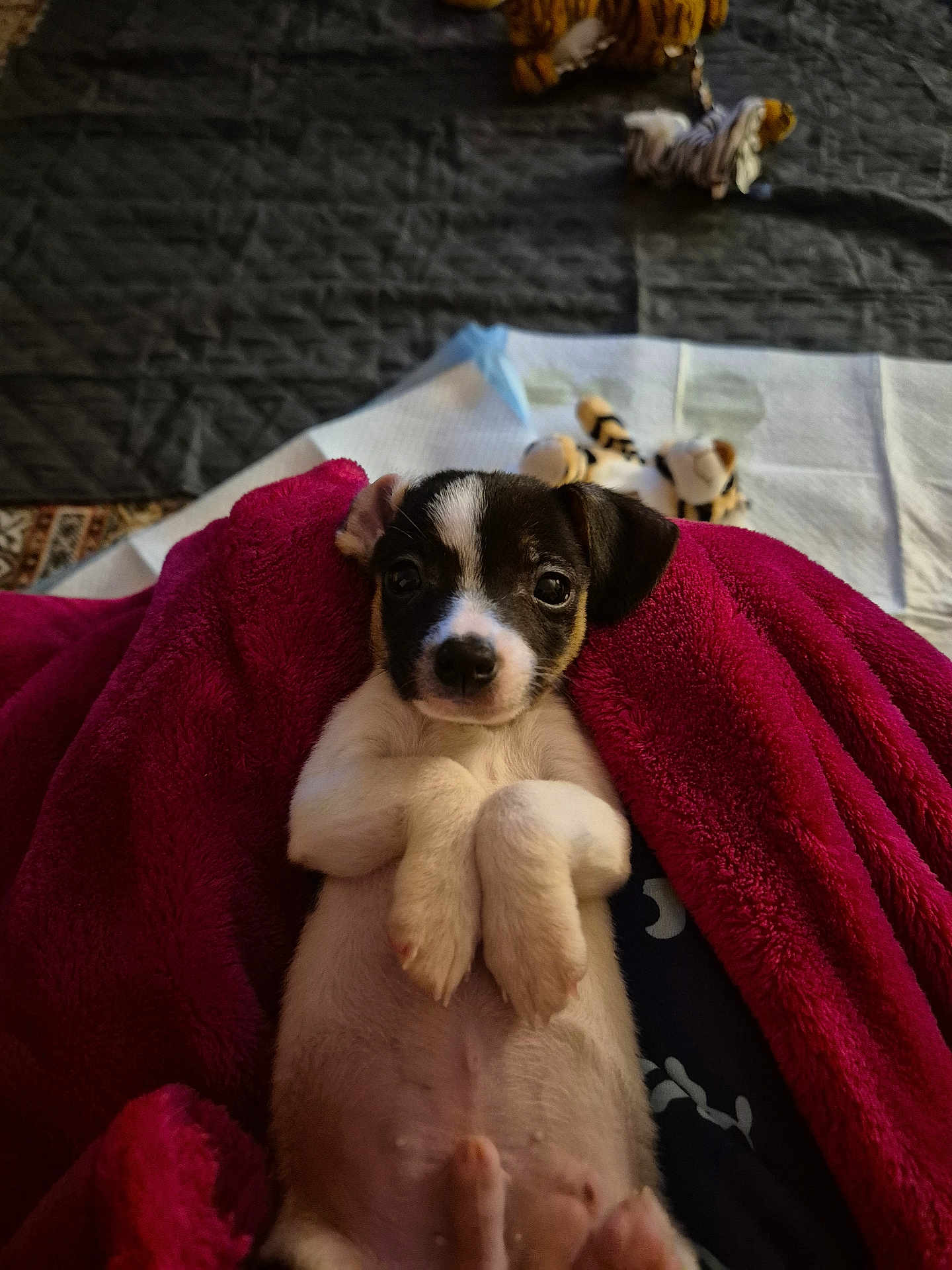 Milo is registered to the contest to win money with this photo: puppy, dog, blanket, indoor, cute, pet, lying_down, soft_texture, toy, snuggled, small, fur, relaxed, animal, cozy, domestic, young, mammal, pink, resting