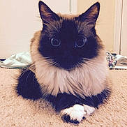 Fluffers is registered to the contest to win money with this photo: