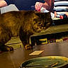 black_shirt, boys, brown_cat, cat, conversation, counter, curious, curious_cat, domestic, food, fork, furniture, home, indoor, kitchen, people, plate, striped_shirt, table, television