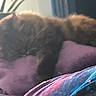 Zaina joined the competition — help win amazing prizes! cat, blanket, purple, sleeping, furry, indoor, pet, resting, cozy, fur, animal, comfort, soft, blurred, relaxing, home, tabby, lying, nap, feline