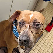 Sansha a rejoint le concours — aidez-le/la à gagner de superbes lots ! dog, glasses, brown_dog, blue_collar, indoor, tiled_floor, cabinet, pet, animal, looking_up, ears, snout, paws, floor_mat, red_object, household, portrait, cute, companion, domestic