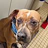 animal, blue_collar, brown_dog, cabinet, companion, cute, dog, domestic, ears, floor_mat, glasses, household, indoor, looking_up, paws, pet, portrait, red_object, snout, tiled_floor