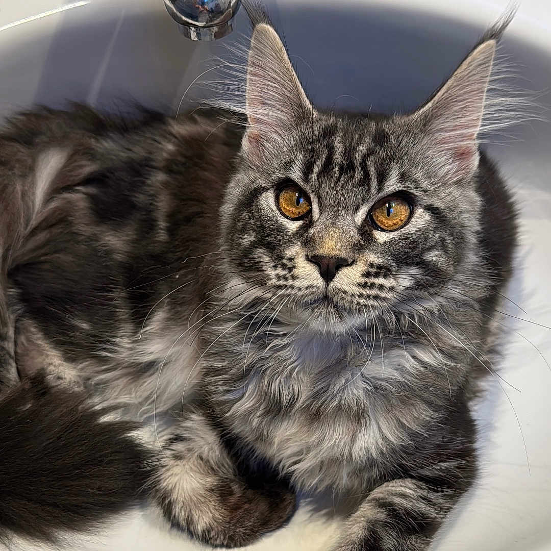 Luna a rejoint le concours — aidez-le/la à gagner de superbes lots ! alloywheel, animal, architecture, basin, car, carwheel, cat, fountain, kitten, machine, manx, pet, sink, sinkfaucet, spoke, tap, tire, transportation, vehicle, wheel