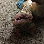 Hercules is registered to the contest to win money with this photo: animal, blanket, brown, canine, carpet, cute, dog, ear, fur, indoor, mouth, nose, pet, playful, relaxed, smile, snout, teeth, tongue, upside_down