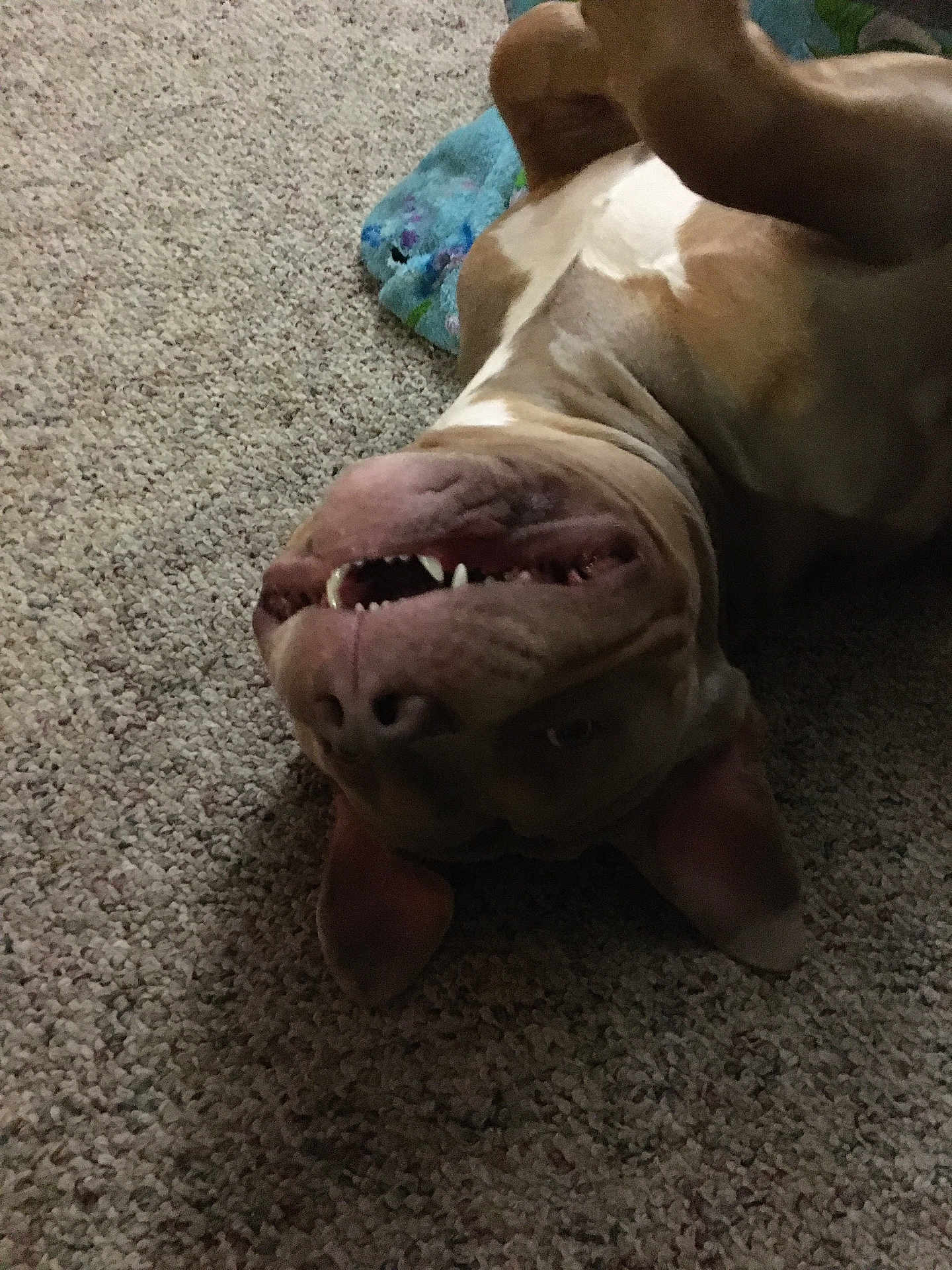 Hercules