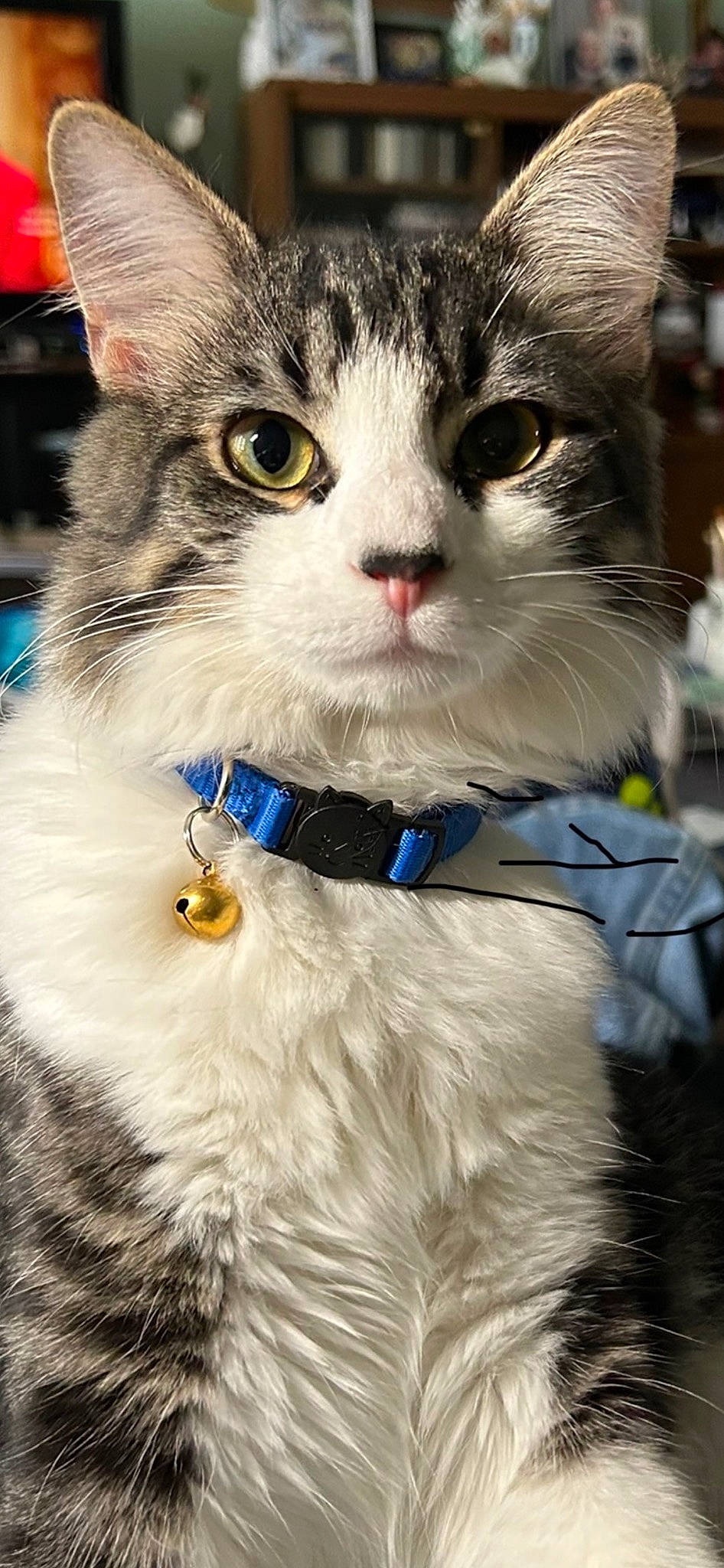 Blue is registered to the contest to win money with this photo: carnivore, cat, collar, dog_collar, domestic_short_haired_cat, electric_blue, event, eyewear, fashion_accessory, fawn, felidae, fur, happy, iris, paw, photo_caption, small_to_medium_sized_cats, snout, whiskers, window