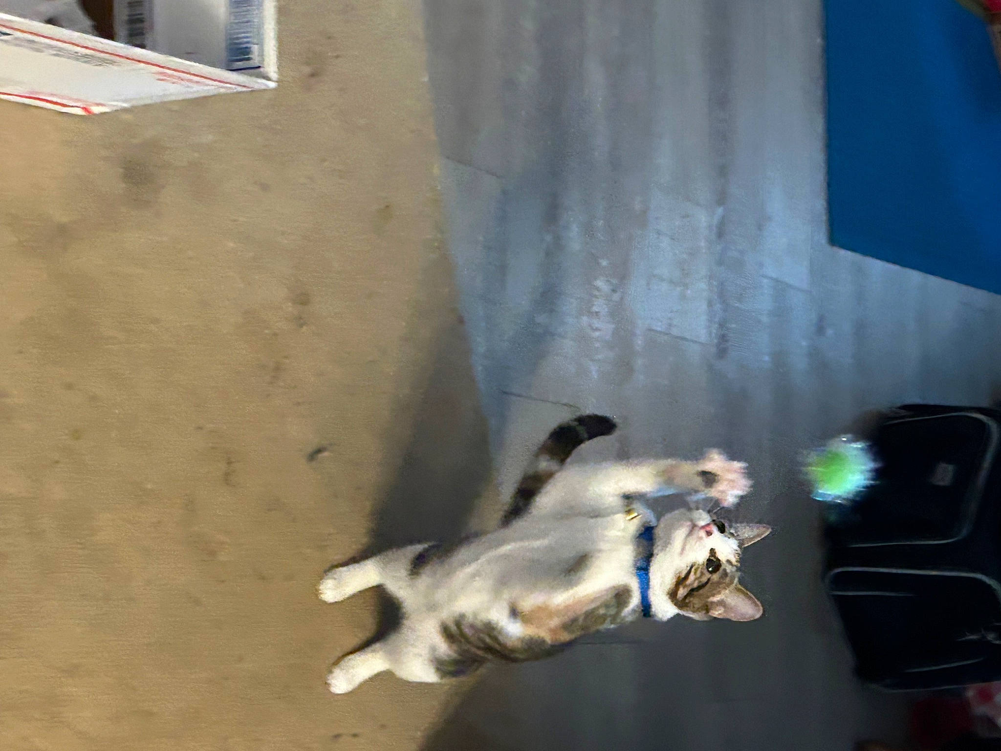 Maizee is registered to the contest to win money with this photo: canidae, carnivore, companion_dog, concrete, curtain, dog, dog_breed, fawn, pet_supply, plaster, shadow, soil, sporting_group, tail, window, wood