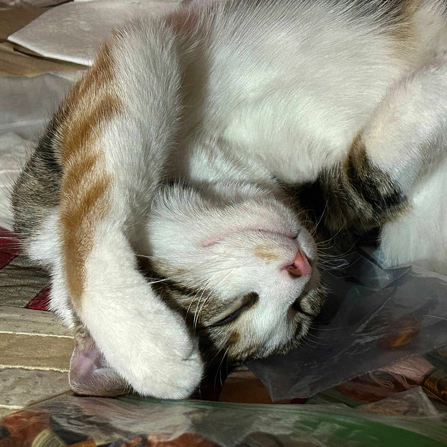 Maizee is registered to the contest to win money with this photo: carnivore, cat, claw, comfort, domestic_short_haired_cat, fawn, felidae, flooring, foot, fur, nap, paw, serveware, sleep, small_to_medium_sized_cats, snout, tableware, tail, terrestrial_animal, whiskers