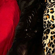 Simba joined the competition — help win amazing prizes! animal, black_cat, cat, comfort, cozy, cute, fabric, feline, fur, home, indoor, leopard_print, nap, pattern, pet, red_blanket, relaxation, resting, sleeping, soft