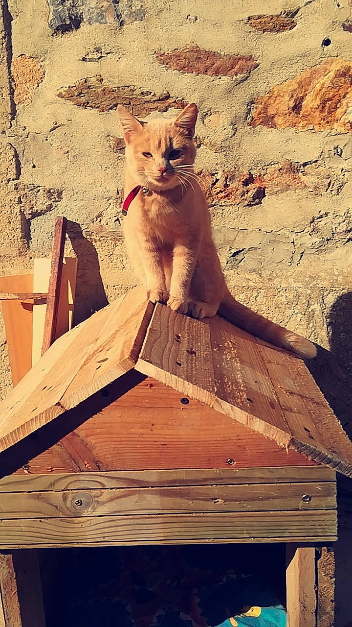 Moustique participe au concours pour gagner de l'argent avec cette photo : cat, small_to_medium_sized_cats, wood