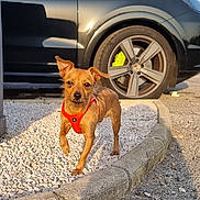Yees a rejoint le concours — aidez-le/la à gagner de superbes lots ! dog, puppy, small_dog, brown_dog, red_harness, standing, outdoor, pavement, car, vehicle, wheel, sunlight, portrait, animal, pet, ears, short_hair, scruffy, roadside, funny_pose