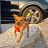 dog, puppy, small_dog, brown_dog, red_harness, standing, outdoor, pavement, car, vehicle, wheel, sunlight, portrait, animal, pet, ears, short_hair, scruffy, roadside, funny_pose