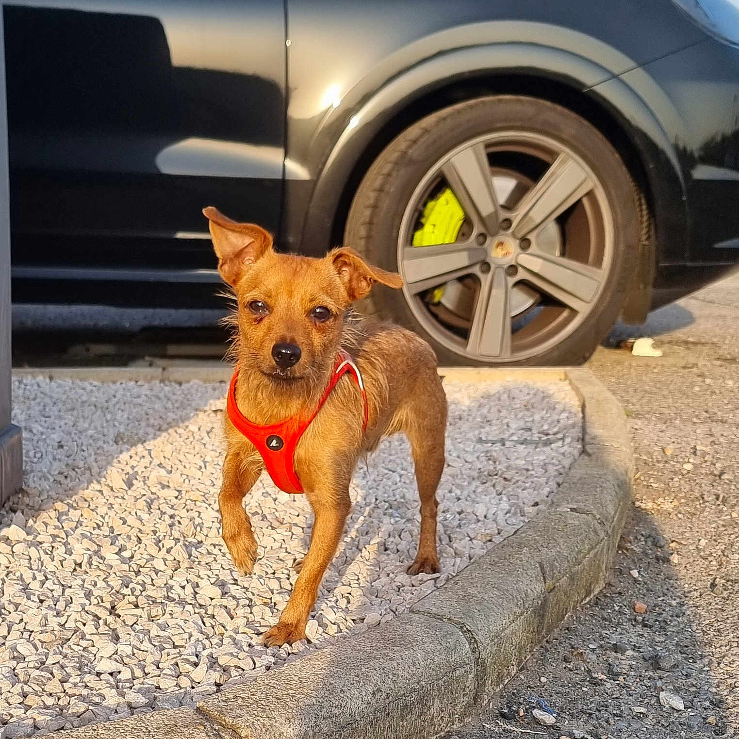 Yees a rejoint le concours — aidez-le/la à gagner de superbes lots ! dog, puppy, small_dog, brown_dog, red_harness, standing, outdoor, pavement, car, vehicle, wheel, sunlight, portrait, animal, pet, ears, short_hair, scruffy, roadside, funny_pose