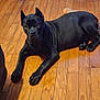 Athena is registered to the contest to win money with this photo: dog, black_dog, pet, animal, wood_floor, indoors, canine, laying_down, looking_up, ears_up, flooring, domestic_animal, companion, alert, fur, paws, quiet, resting, young_dog, house
