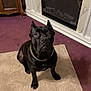 dog, black_dog, pet, indoor, carpet, rug, fireplace, chain_collar, furniture, wooden_cabinet, purple_carpet, sitting, attentive, ears_cropped, gold_chain, animal, companion, house, floor, looking_up