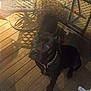 Athena joined the competition — help win amazing prizes! dog, black_dog, pet, wooden_deck, metal_chair, chain_collar, night, shadow, outdoor, curious, sitting, looking_up, animal, floor, furniture, reflection, blur, warm_light, companion, loyal