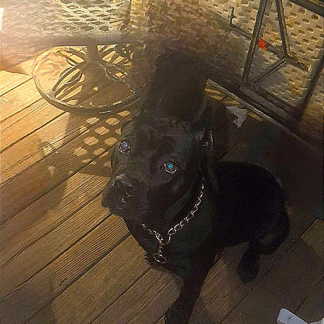 Athena joined the competition — help win amazing prizes! animal, black_dog, blur, chain_collar, companion, curious, dog, floor, furniture, looking_up, loyal, metal_chair, night, outdoor, pet, reflection, shadow, sitting, warm_light, wooden_deck