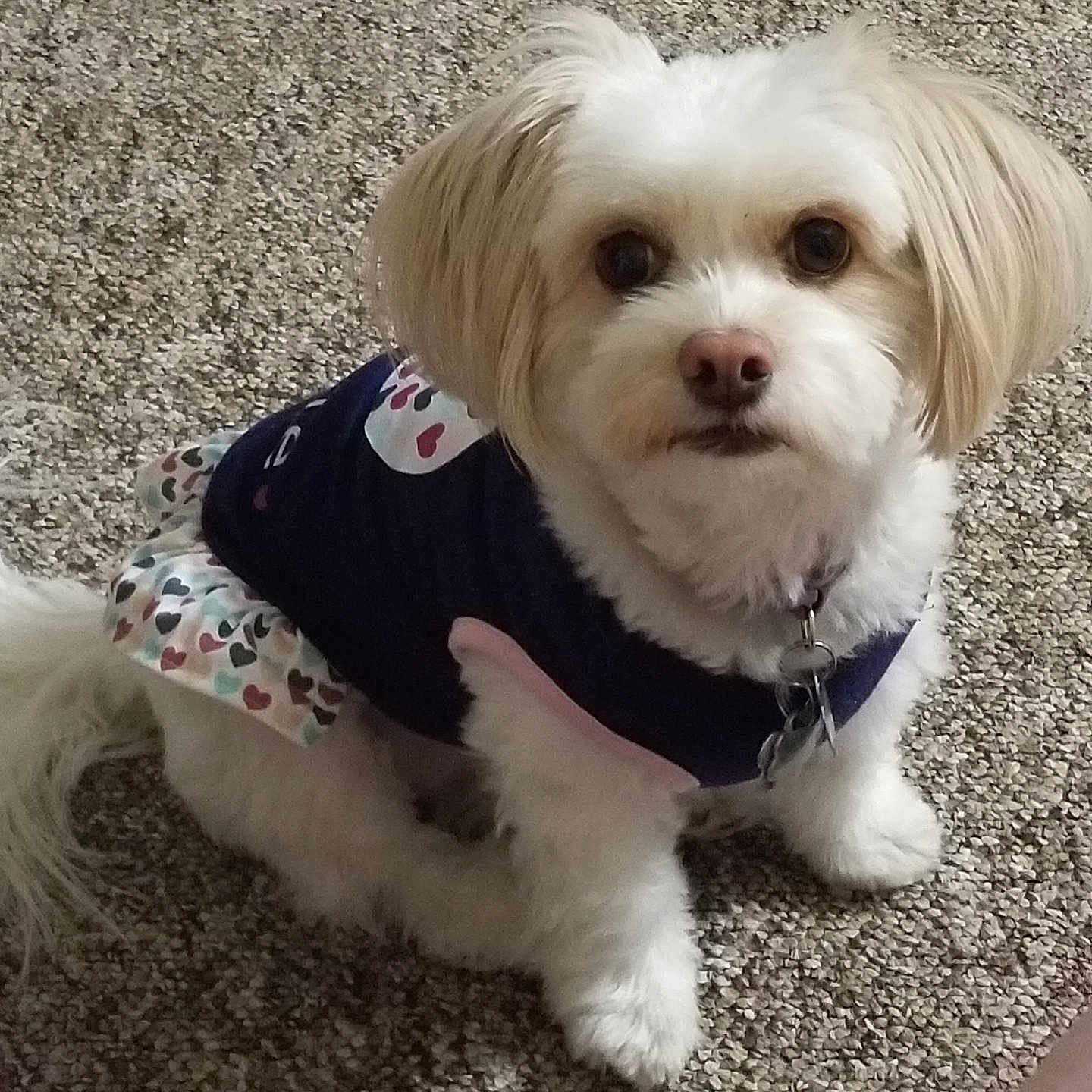 Abby is registered to the contest to win money with this photo: animal, carpet, clothing, collar, companion, cute, dog, domestic_animal, dress, ears, fluffy, fur, indoor, looking_up, pet, pet_accessory, sitting, small_dog, tail, white_dog