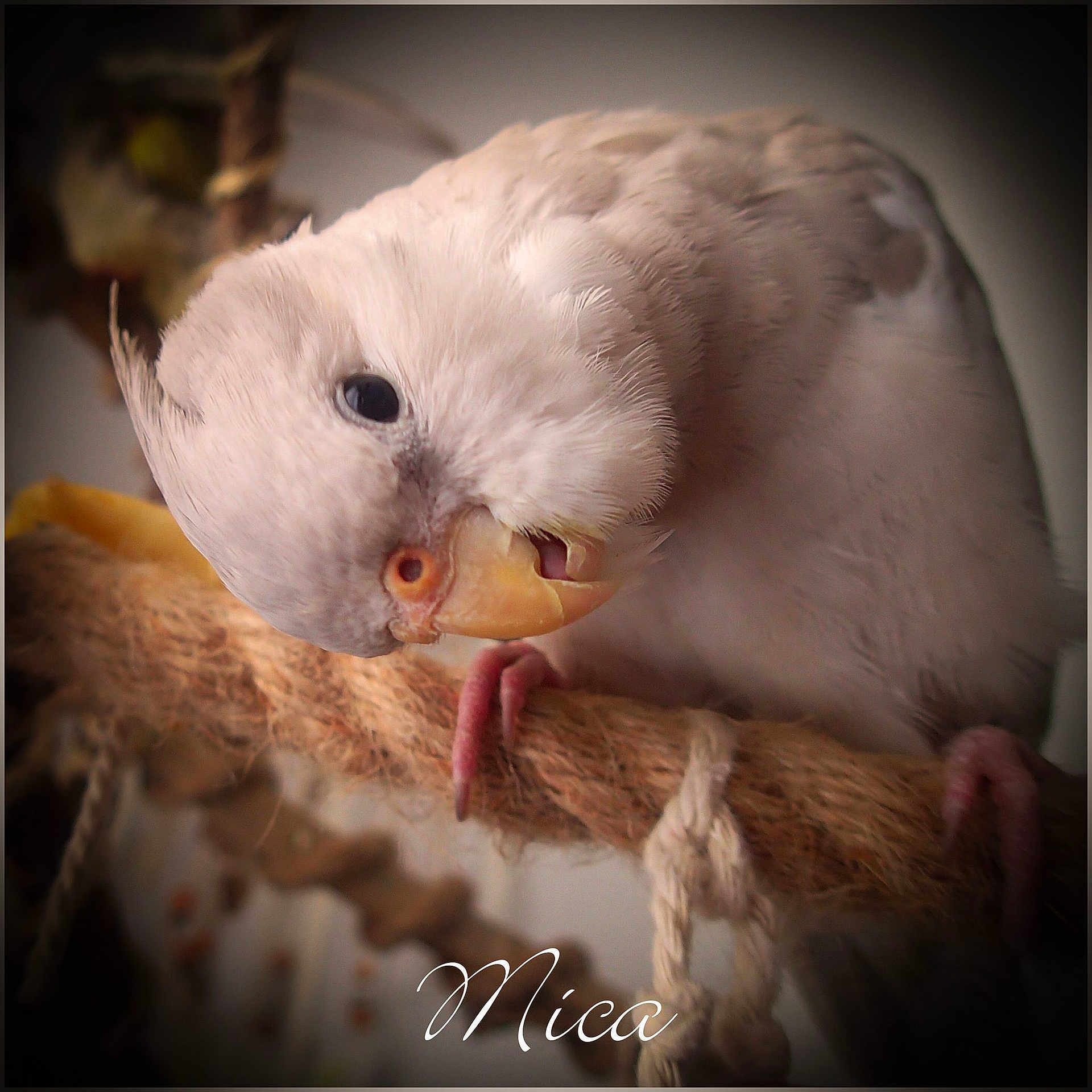 Mica