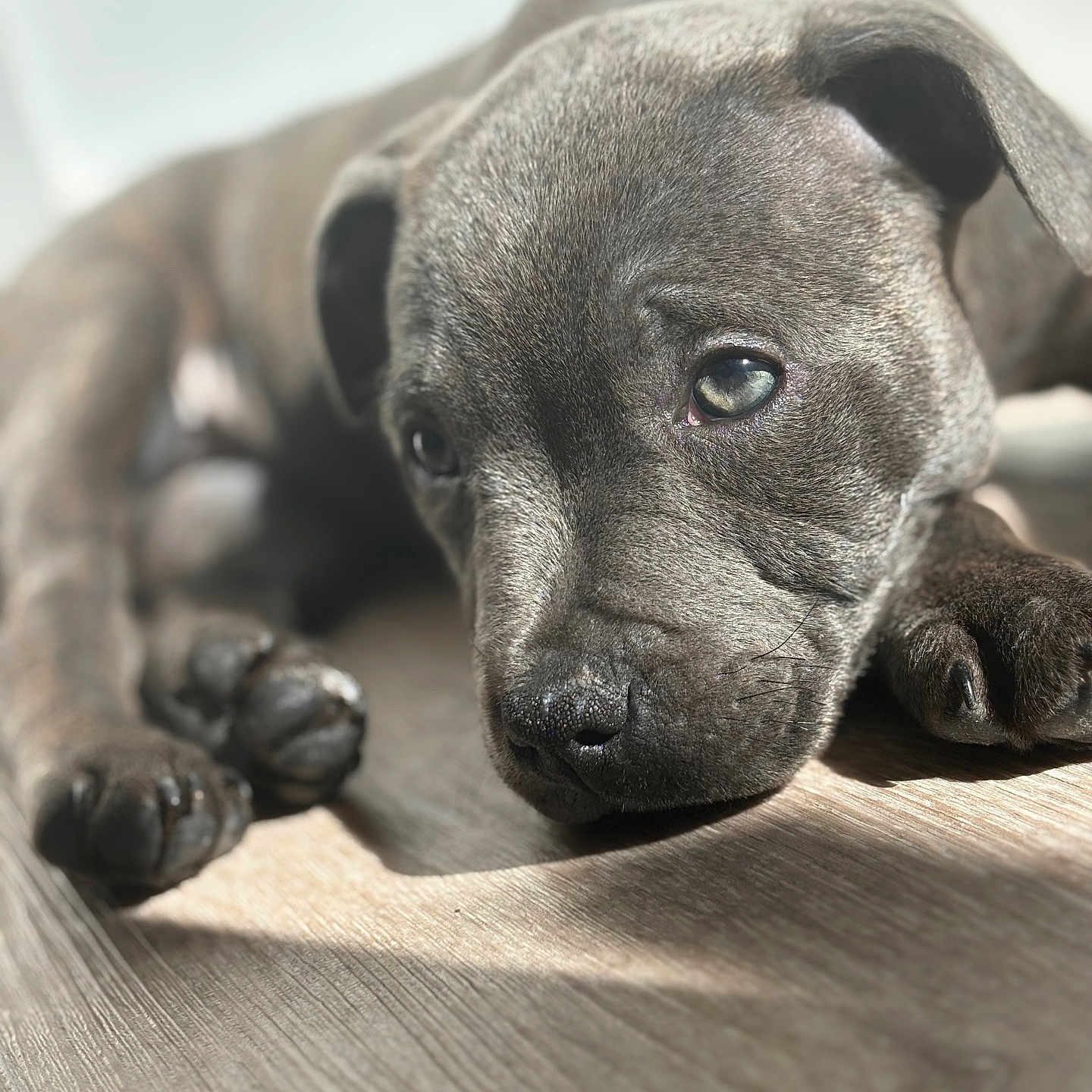 Arlo a rejoint le concours — aidez-le/la à gagner de superbes lots ! animal, boxer, bulldog, canine, dog, frenchbulldog, hardwood, hound, labradorretriever, person, pet, pitbull, pointer, puppy, sleeping, snout, whitedog, wood