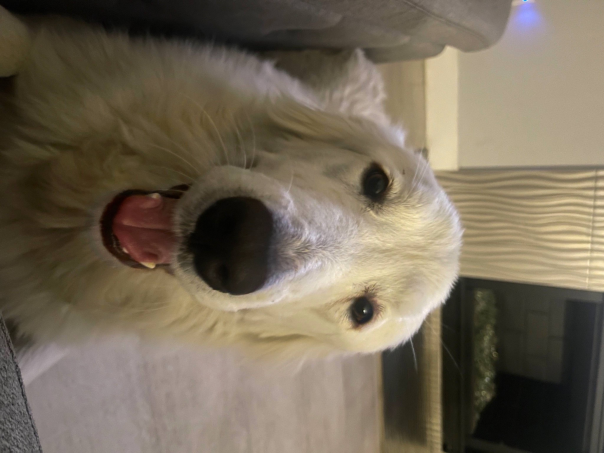 Shasta joined the competition — help win amazing prizes! canidae, carnivore, companion_dog, dog, dog_breed, eye, fang, fur, head, non_sporting_group, nose, polar_bear, small_terrier, snout, sporting_group, stuffed_toy, toy_dog, whiskers, wood, working_animal