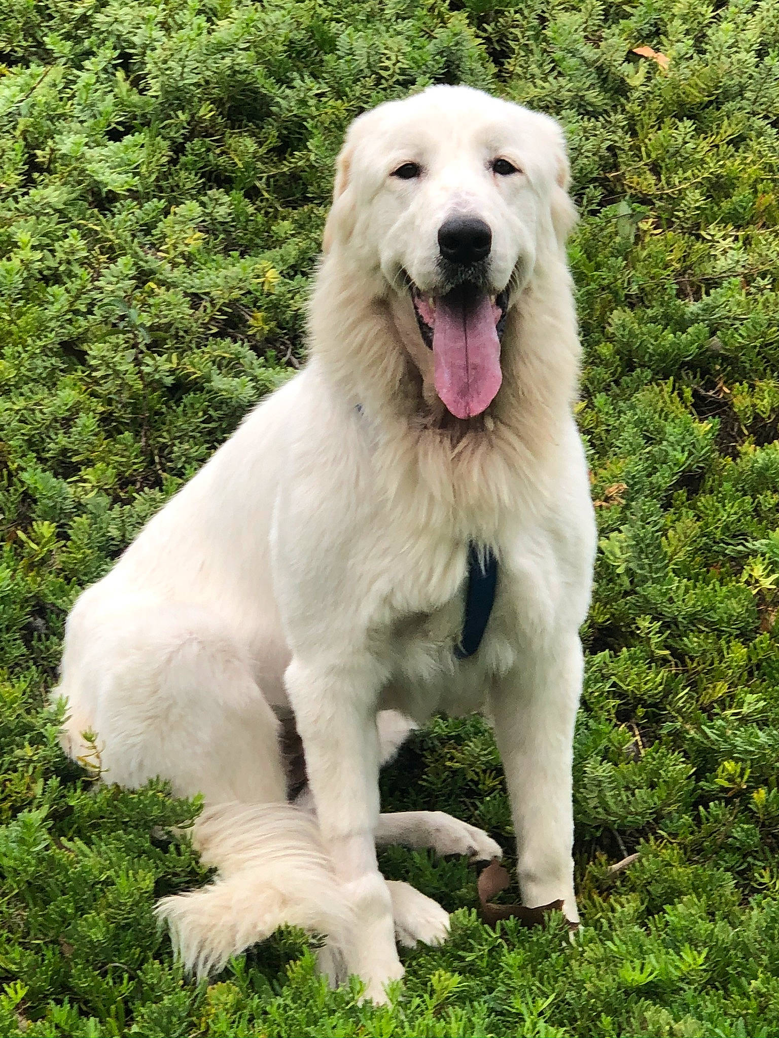 Shasta is registered to the contest to win money with this photo: ancient_dog_breeds, biting, canidae, carnivore, companion_dog, dog, dog_breed, fang, fur, giant_dog_breed, grass, great_pyrenees, happy, kuvasz, plant, polish_tatra_sheepdog, sporting_group, terrestrial_animal, working_animal, working_dog