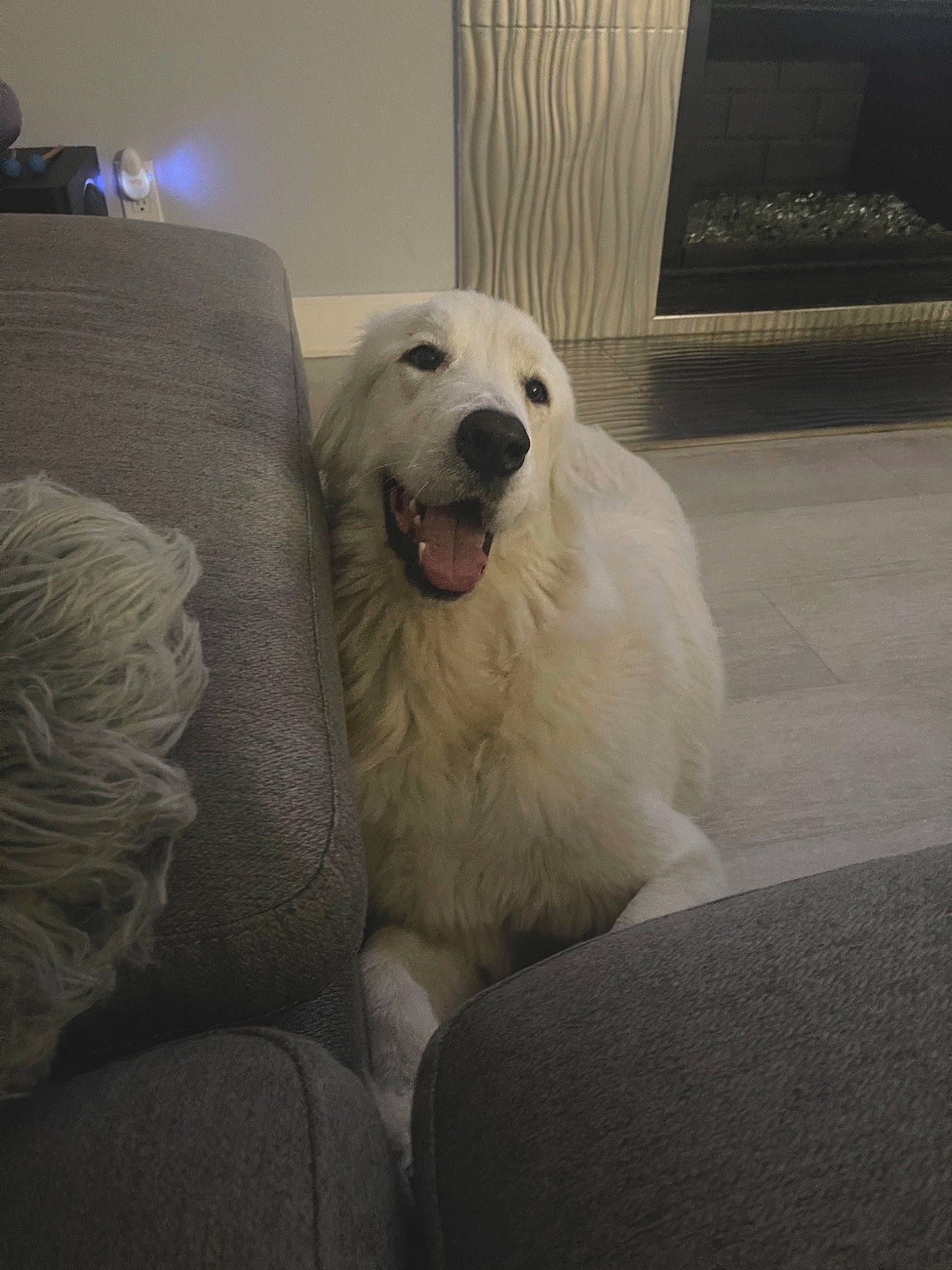 Shasta joined the competition — help win amazing prizes! canidae, carnivore, comfort, companion_dog, dog, dog_breed, fang, flooring, fur, giant_dog_breed, great_pyrenees, kuvasz, maremma_sheepdog, metal, snout, sporting_group, terrestrial_animal, tire, volpino_italiano, working_animal