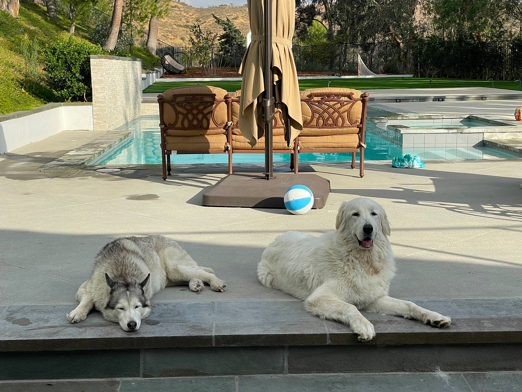 Shasta joined the competition — help win amazing prizes! bear, carnivore, companion_dog, dog, dog_breed, fur, grass, green, leisure, outdoor_furniture, plant, polar_bear, recreation, shade, snout, sporting_group, tail, tree, wood, working_animal