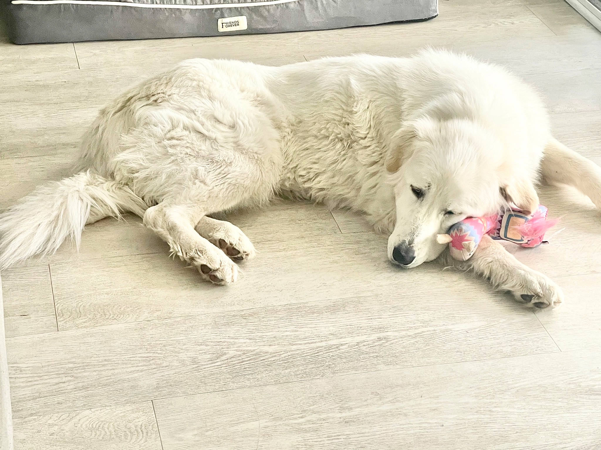 Shasta joined the competition — help win amazing prizes! canidae, carnivore, claw, comfort, companion_dog, dog, dog_breed, fawn, flooring, fur, non_sporting_group, paw, sporting_group, tail, terrestrial_animal, working_animal