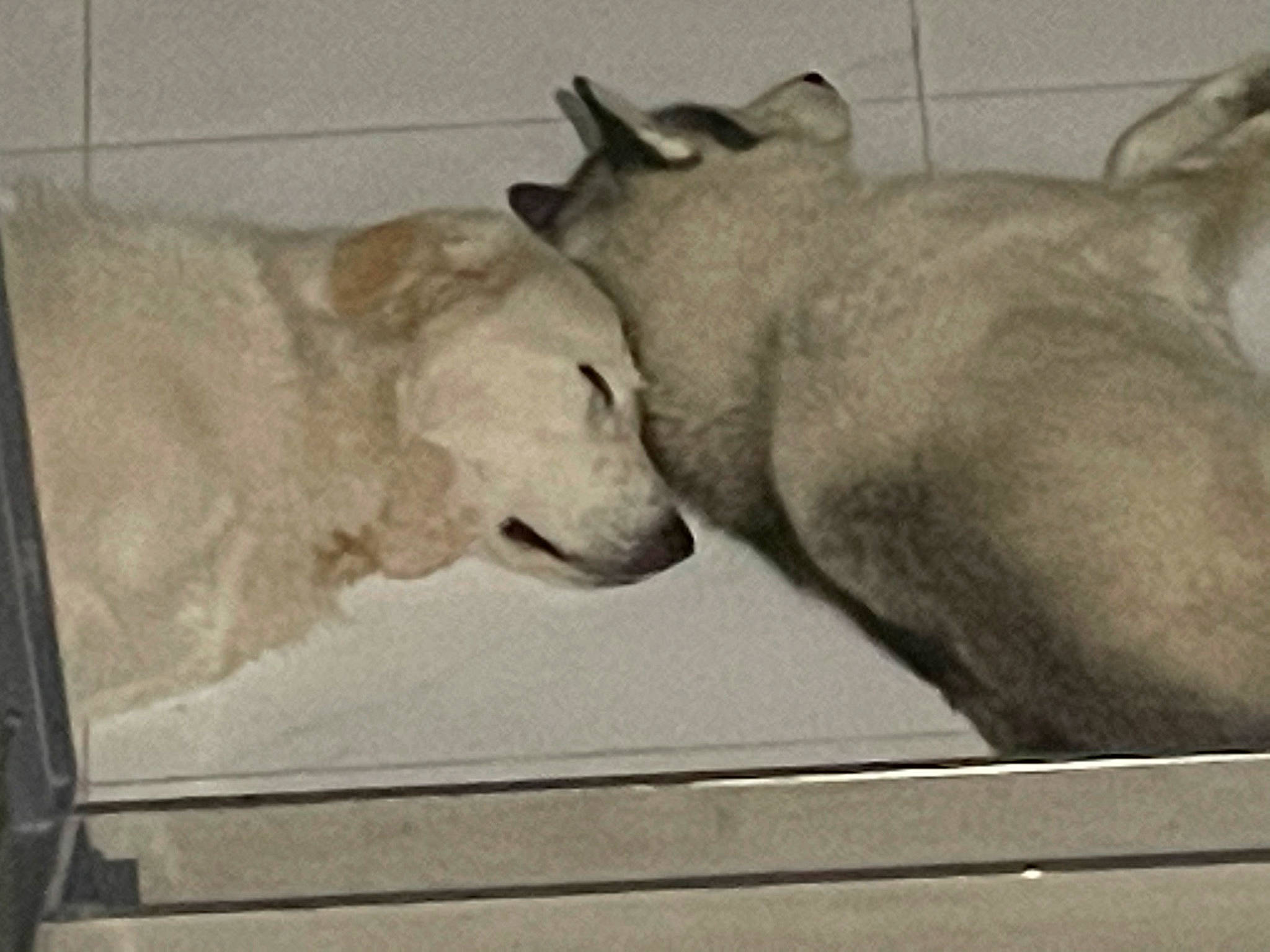 Shasta joined the competition — help win amazing prizes! canidae, carnivore, comfort, companion_dog, dog, dog_breed, fawn, fur, giant_dog_breed, monochrome, monochrome_photography, nap, paw, snout, sporting_group, tail, terrestrial_animal, whiskers, wildlife, window