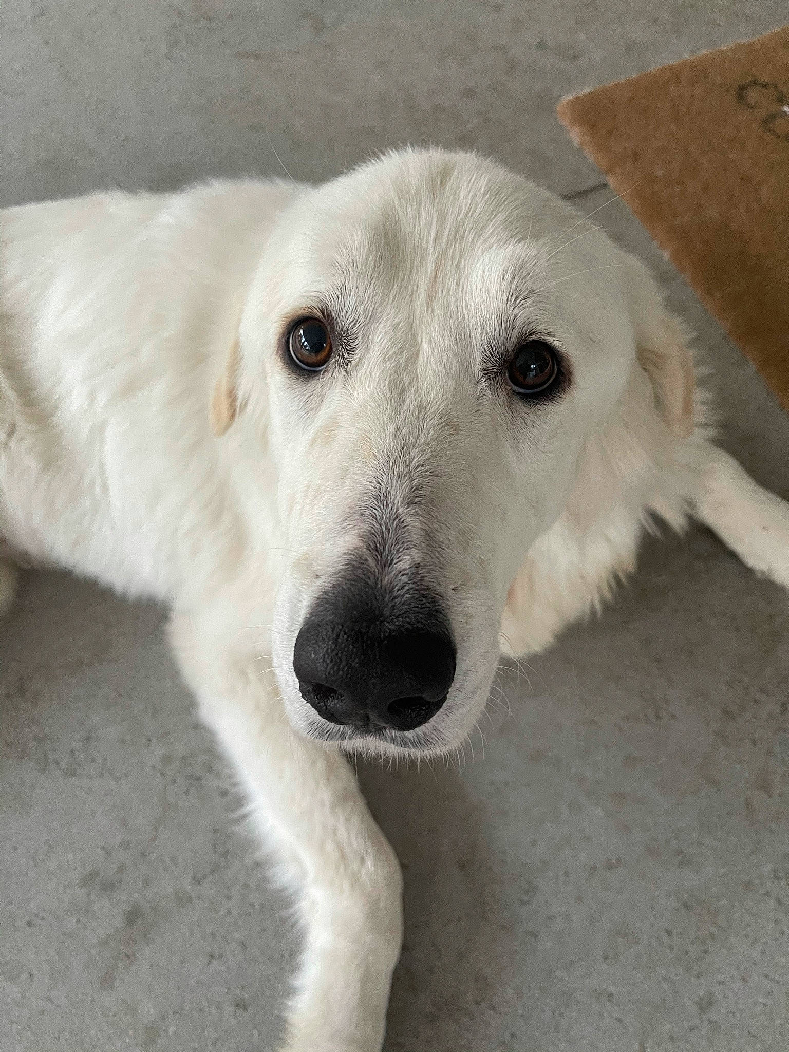 Shasta is registered to the contest to win money with this photo: canidae, carnivore, companion_dog, dog, dog_breed, eye, fawn, flooring, fur, non_sporting_group, snout, sporting_group, terrestrial_animal, whiskers, working_animal