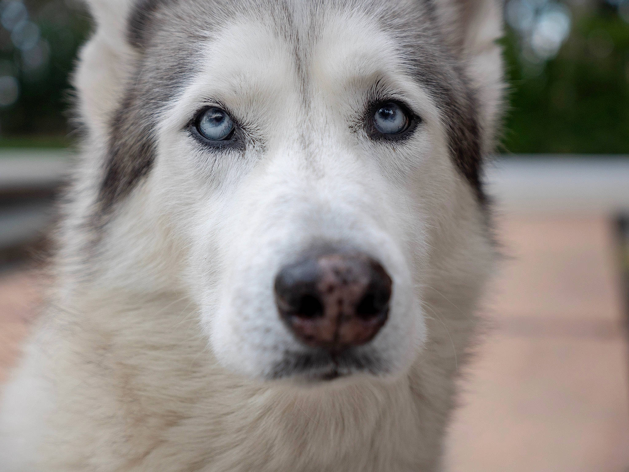 Crystal is registered to the contest to win money with this photo: ancient_dog_breeds, canidae, canis, carnivore, dog, dog_breed, fur, jaw, siberian_husky, sled_dog, snout, sporting_group, terrestrial_animal, whiskers, wildlife, wolf, working_dog