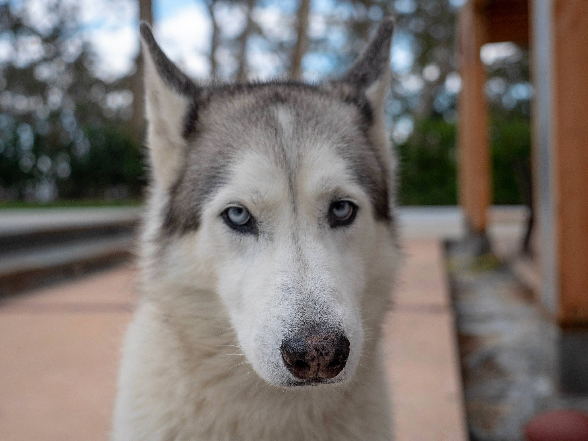 Crystal joined the competition — help win amazing prizes! ancient_dog_breeds, art, canidae, canis, carnivore, dog, dog_breed, fur, jaw, sled_dog, snout, sporting_group, terrestrial_animal, whiskers, wildlife, wolf, working_animal, working_dog