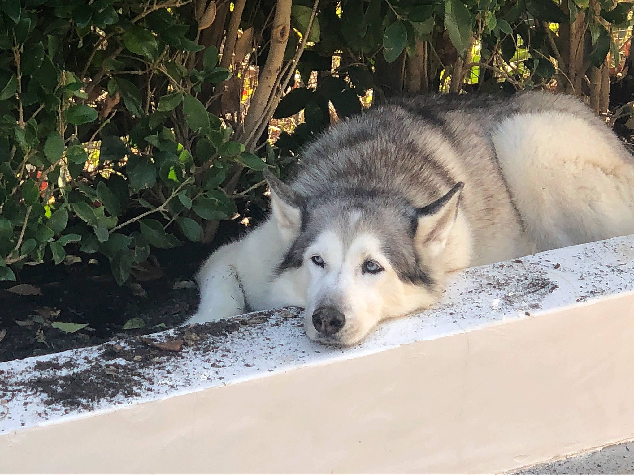 Crystal joined the competition — help win amazing prizes! ancient_dog_breeds, canidae, canis, canis_lupus_tundrarum, carnivore, dog, dog_breed, fawn, fur, jaw, plant, sled_dog, snout, snow, sporting_group, terrestrial_animal, tree, wildlife, wolf, working_dog