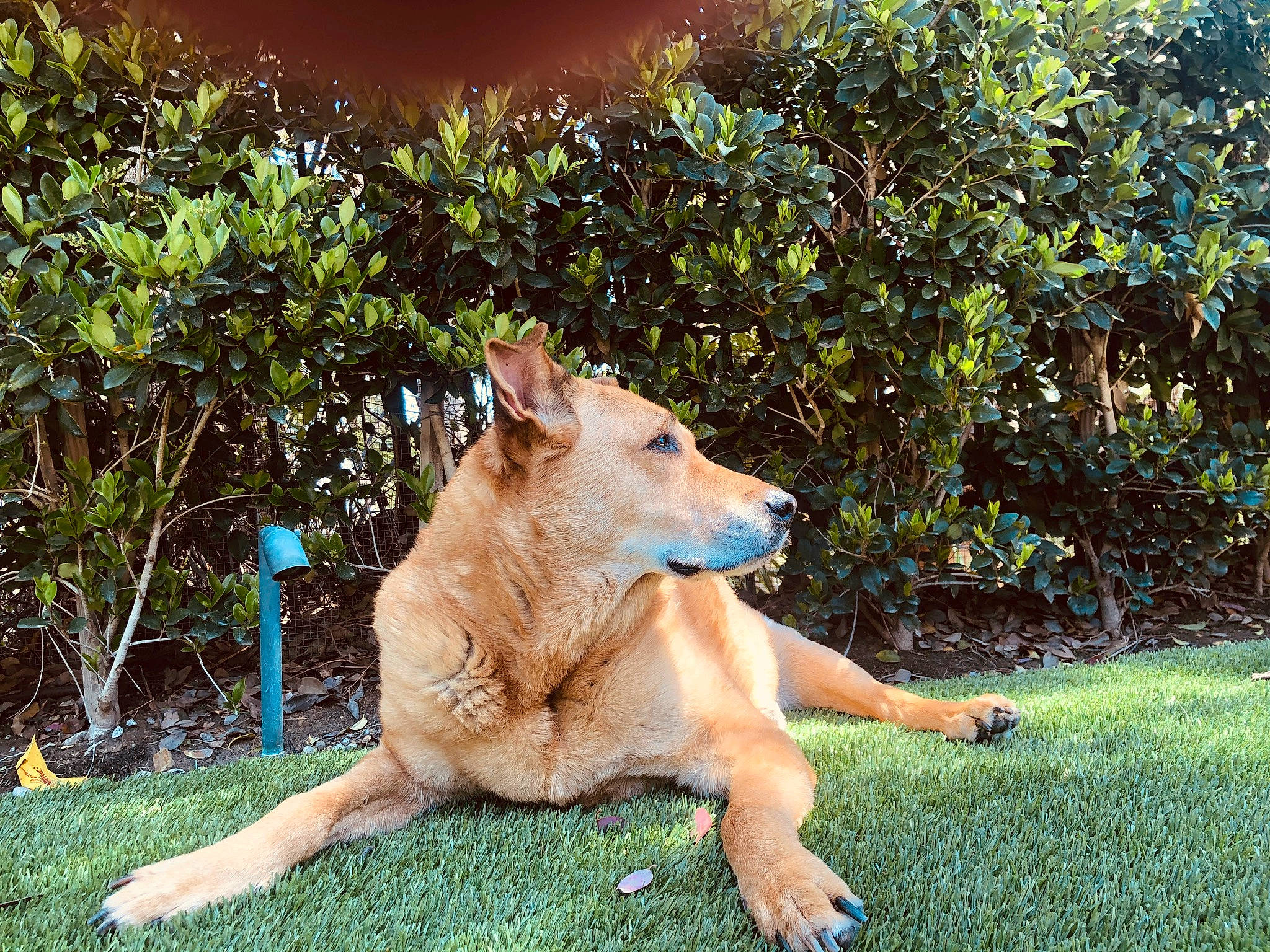 Puffy is registered to the contest to win money with this photo: canidae, carnivore, companion_dog, dog, dog_breed, fawn, felidae, german_shepherd_dog, grass, kintamani, plant, snout, sporting_group, street_dog, tail, terrestrial_animal, tree, wildlife, working_animal, working_dog