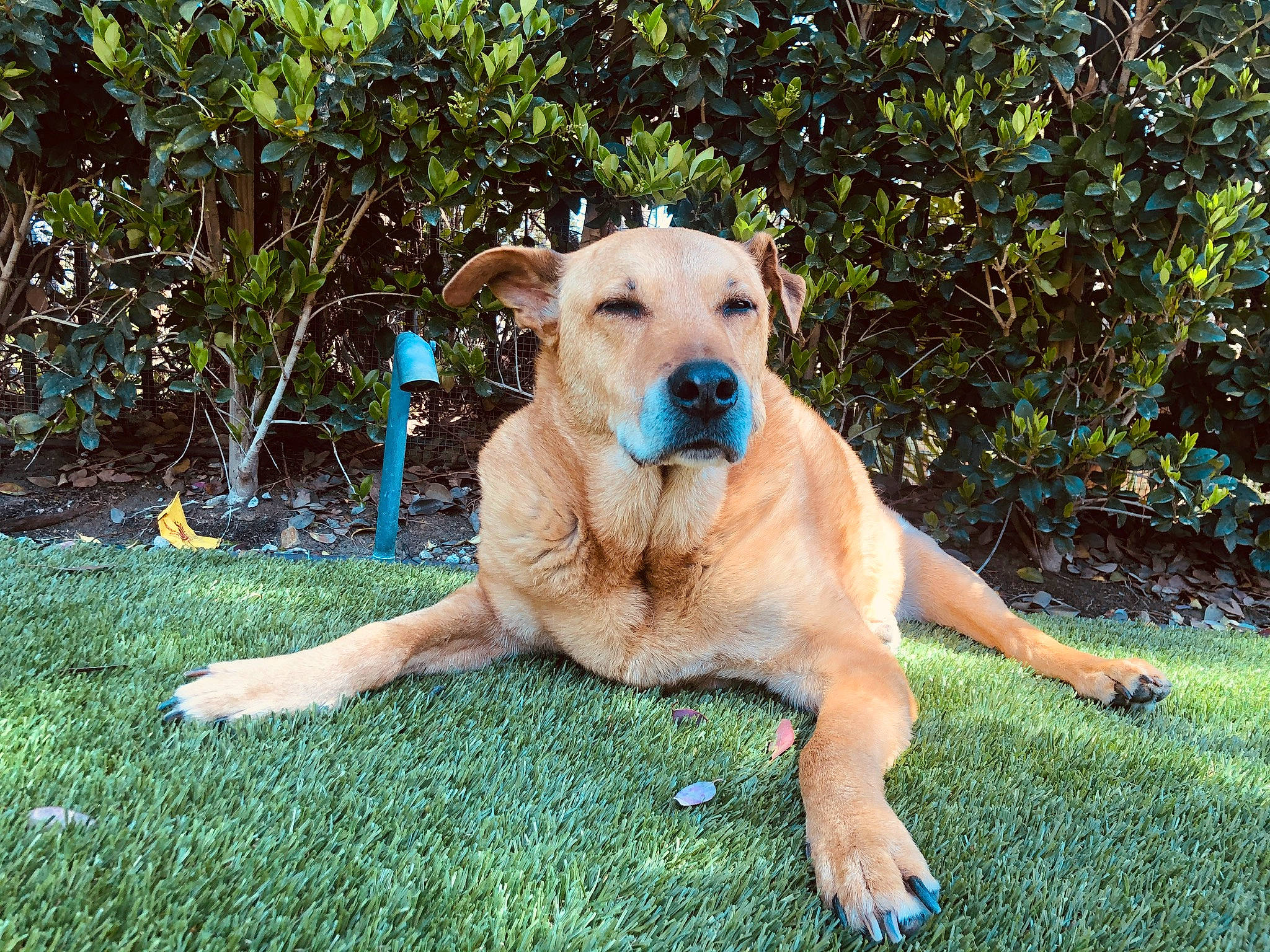 Puffy joined the competition — help win amazing prizes! canidae, carnivore, collar, companion_dog, dog, dog_breed, dog_collar, fawn, garden_hose, grass, gun_dog, labrador_retriever, plant, snout, sporting_group, tail, tree, wildlife, working_animal, working_dog