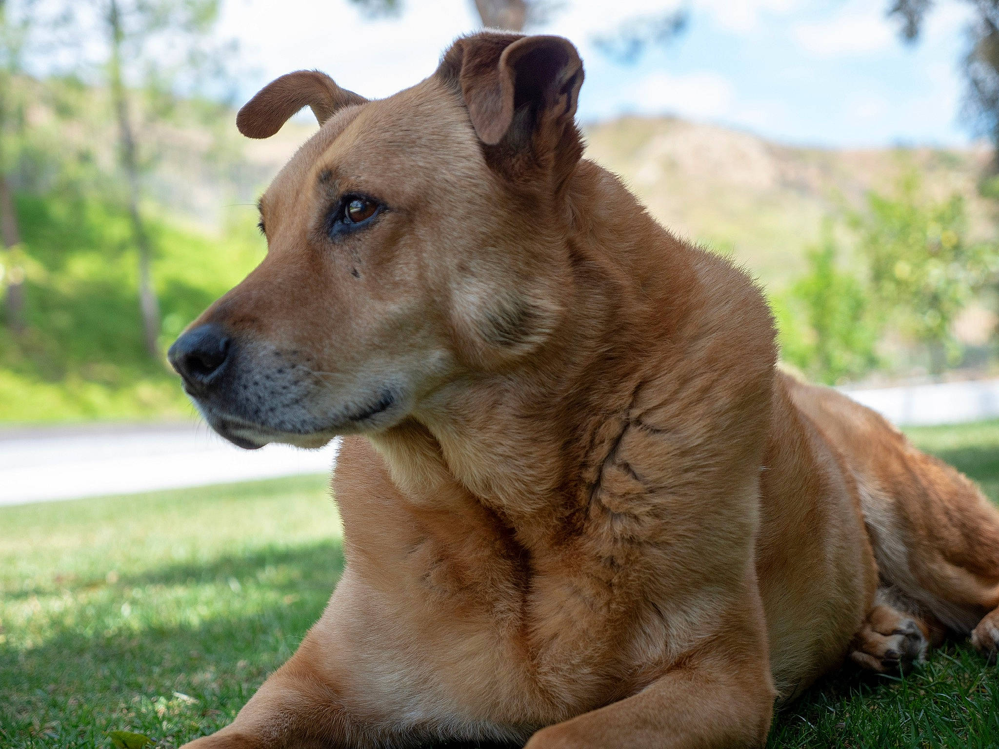 Puffy is registered to the contest to win money with this photo: canidae, carnivore, cloud, collar, companion_dog, dog, dog_breed, dog_collar, eye, grass, liver, plant, puppy, sky, sporting_group, terrestrial_animal, tree, whiskers, working_animal, working_dog