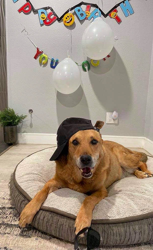 Puffy is registered to the contest to win money with this photo: art, balloon, carnivore, chair, collar, comfort, companion_dog, couch, dog, dog_breed, dog_collar, dog_supply, fawn, flooring, flowerpot, houseplant, mammal, plant, window, working_animal