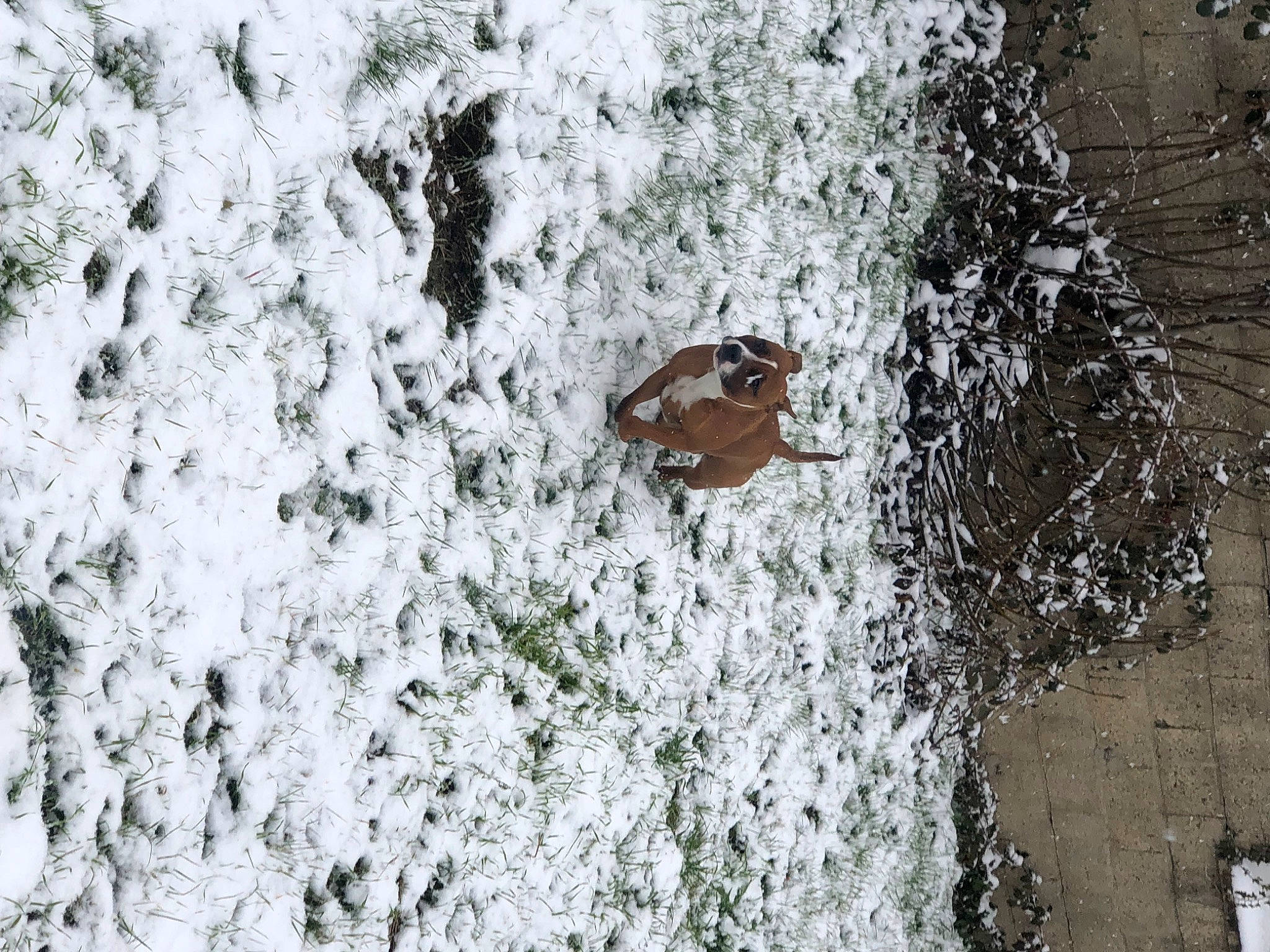 Kita a rejoint le concours — aidez-le/la à gagner de superbes lots ! branch, event, freezing, frost, geological_phenomenon, grass, insect, pattern, pest, plant, precipitation, snow, soil, tree, trunk, twig, wildlife, winter, wood, woody_plant