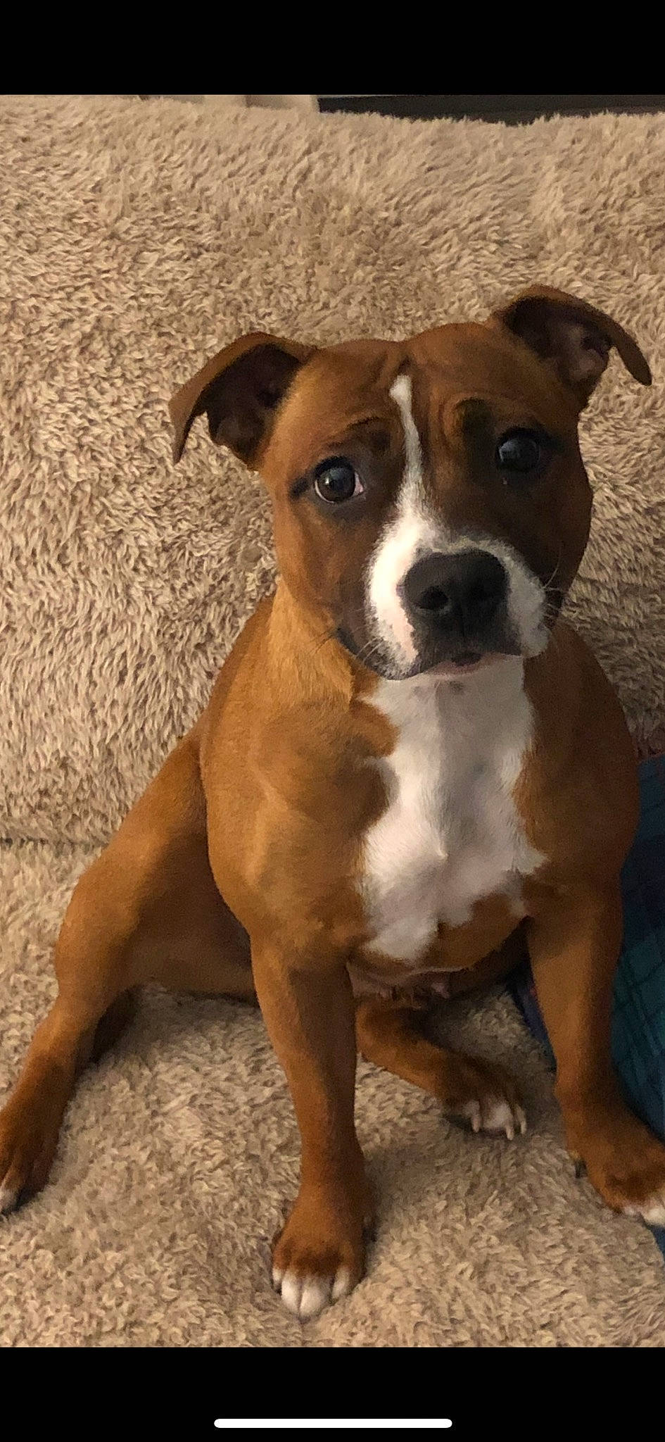 Kita participe au concours pour gagner de l'argent avec cette photo : ancient_dog_breeds, art, boxer, carnivore, companion_dog, dog, dog_breed, fawn, hunting_dog, liver, molosser, non_sporting_group, snout, sporting_group, whiskers, working_animal, working_dog