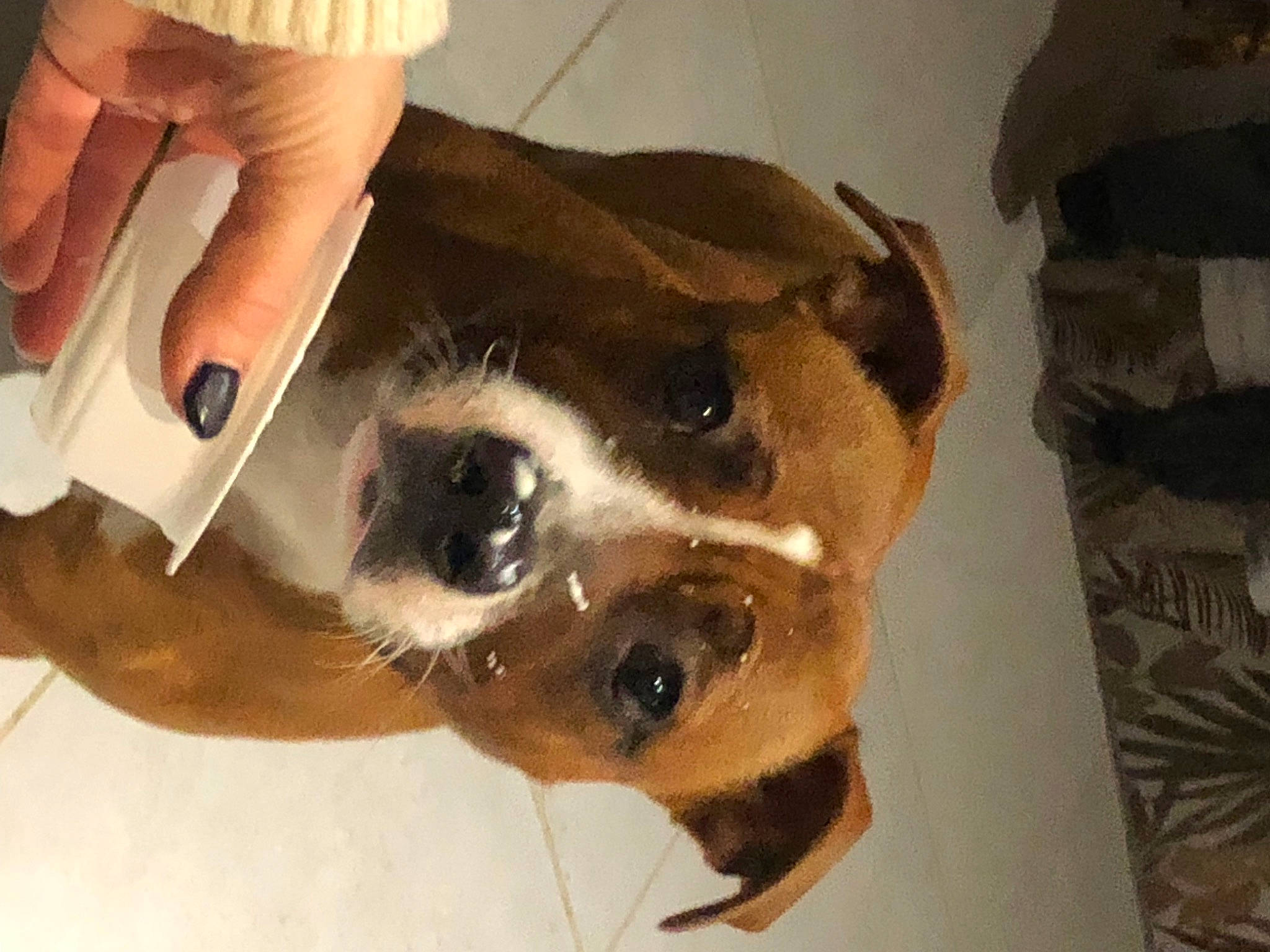 Kita participe au concours pour gagner de l'argent avec cette photo : canidae, carnivore, collar, companion_dog, dog, dog_breed, ear, fawn, fur, gesture, jaw, nail, paw, selfie, snout, sporting_group, thumb, whiskers, working_animal, wrist