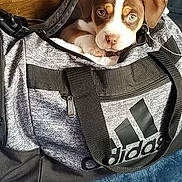 Coco is registered to the contest to win money with this photo: adidas, animal, brown_and_white, companion, cozy, curious, cute, dog, duffel_bag, fabric, home, indoor, leash, pet, pet_portrait, puppy, small_dog, soft_blanket, wooden_floor, zipper