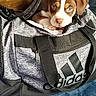 adidas, animal, brown_and_white, companion, cozy, curious, cute, dog, duffel_bag, fabric, home, indoor, leash, pet, pet_portrait, puppy, small_dog, soft_blanket, wooden_floor, zipper
