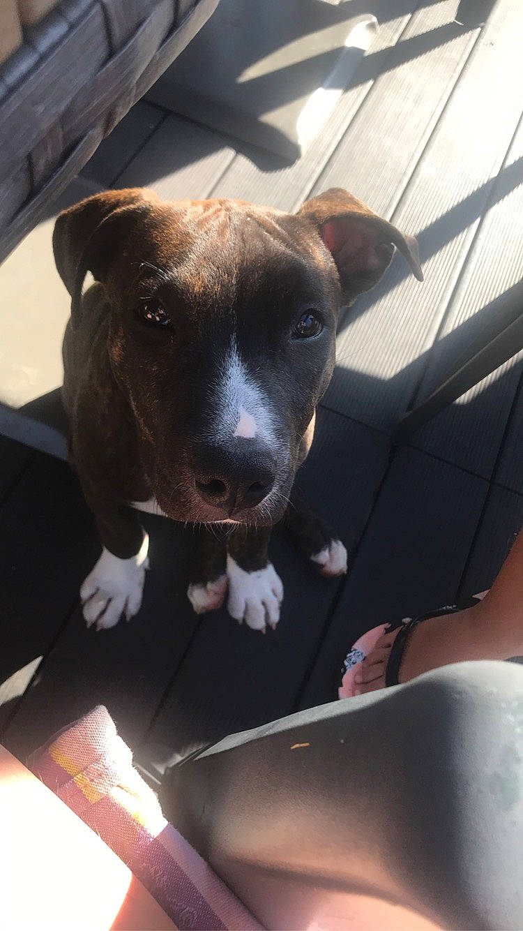 Louki a rejoint le concours — aidez-le/la à gagner de superbes lots ! bowl, canidae, carnivore, collar, companion_dog, dog, dog_breed, fawn, liver, mesh, mixing_bowl, non_sporting_group, pet_supply, pit_bull, snout, sporting_group, tongue, whiskers, working_animal, working_dog