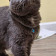Asya is registered to the contest to win money with this photo: cat, grey_cat, feline, pet, indoor, wooden_floor, collar, pendant, heart_shaped, curious, looking_up, amber_eyes, fluffy, whiskers, paws, close_up, domestic_animal, animal, cute, portrait
