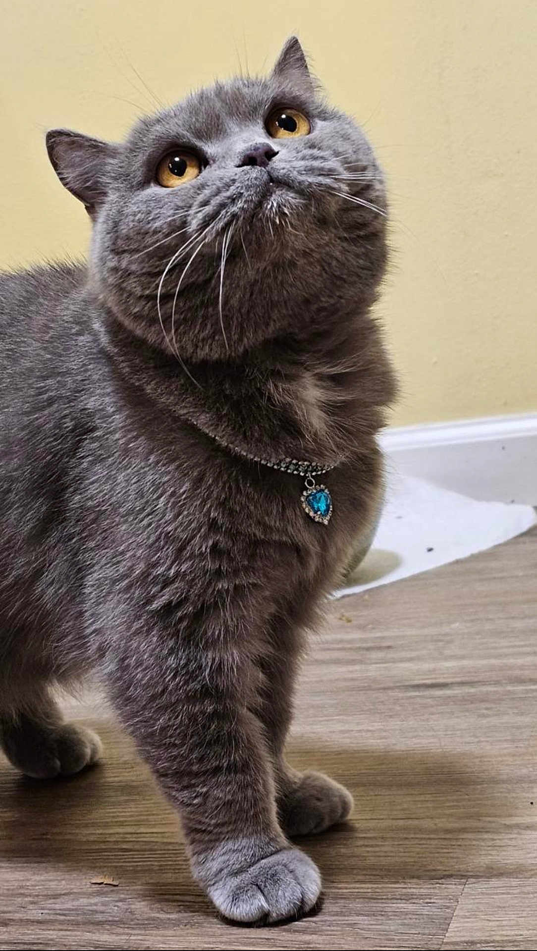 Asya is registered to the contest to win money with this photo: cat, grey_cat, feline, pet, indoor, wooden_floor, collar, pendant, heart_shaped, curious, looking_up, amber_eyes, fluffy, whiskers, paws, close_up, domestic_animal, animal, cute, portrait