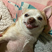 Biscuit is registered to the contest to win money with this photo: dog, chihuahua, pet, smiling, teeth, lying_down, blanket, cozy, indoor, fur, small_dog, cute, face, ear, nose, paw, resting, animal, domestic, expression